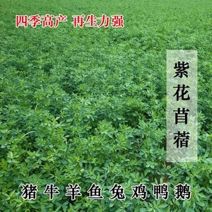 批发紫花苜蓿种子 苜蓿种子 苜蓿花籽牧草复绿绿肥植物种子