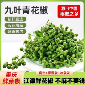 青花椒新鲜350g重庆江津鲜藤椒四川特产现摘保鲜麻椒冷冻新鲜花椒