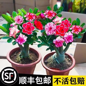 沙漠玫瑰盆栽老桩四季开花重瓣好养绿植耐干多肉植物室内客厅花卉
