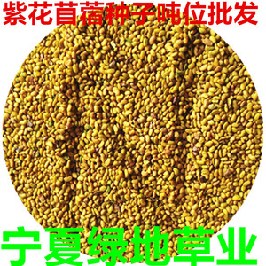 多年生紫花苜蓿草籽牧草种子饲草种子牛羊养殖紫花苜蓿草种子批发