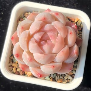 多肉植物组合盆栽新手好养肉肉套装办公室花卉小盆栽懒人植物