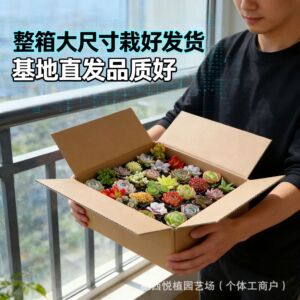 精选大尺寸多肉植物带盆栽好组合盆栽耐旱植物整箱发货含贵货