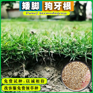 百慕大草坪种子矮生草籽种台湾青净籽脱壳种子马尼拉狗牙根草种子
