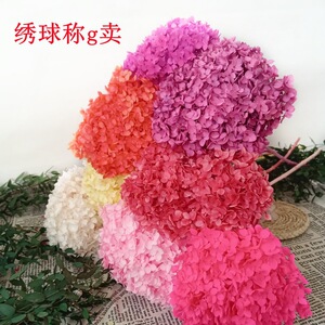 单支永生花安娜绣球干花 真花 木绣球家具装饰婚前布置 diy材